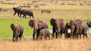 Châu Phi Huyền Diệu - Amazing Africa